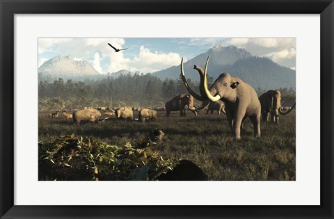 Framed Columbian Mammoths And Bison Roam The Ancient Plains Of North America Print