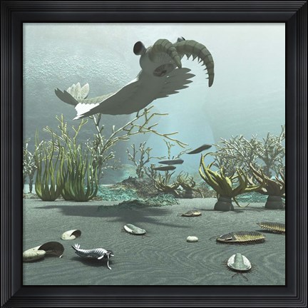 Framed Animals And Floral Life From The Burgess Shale Formation Of The Cambrian Period Print
