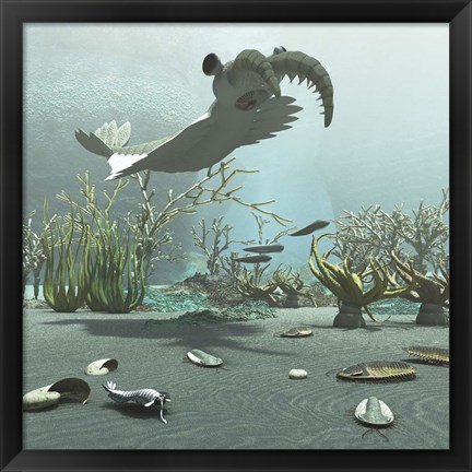 Framed Animals And Floral Life From The Burgess Shale Formation Of The Cambrian Period Print