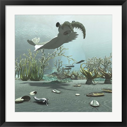 Framed Animals And Floral Life From The Burgess Shale Formation Of The Cambrian Period Print