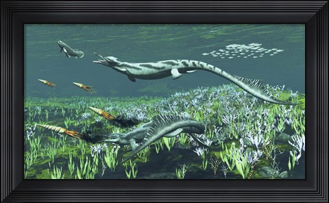 Framed Cymbospondylus, A Very Large And Early Triassic Ichthyosaur Print