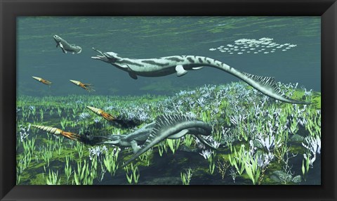 Framed Cymbospondylus, A Very Large And Early Triassic Ichthyosaur Print