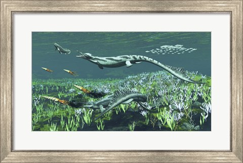 Framed Cymbospondylus, A Very Large And Early Triassic Ichthyosaur Print