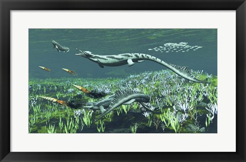 Framed Cymbospondylus, A Very Large And Early Triassic Ichthyosaur Print