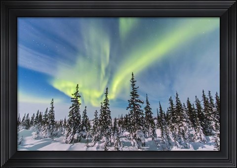 Framed Aurora borealis over the Trees in Churchill, Manitoba, Canada Print