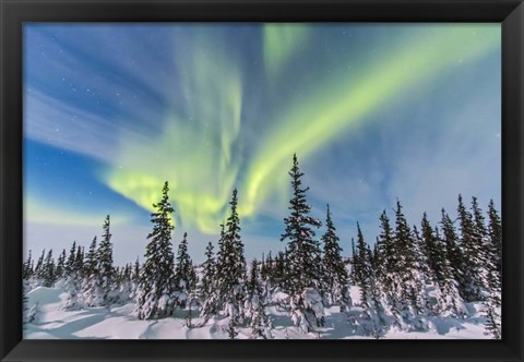 Framed Aurora borealis over the Trees in Churchill, Manitoba, Canada Print