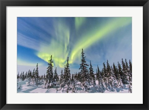 Framed Aurora borealis over the Trees in Churchill, Manitoba, Canada Print