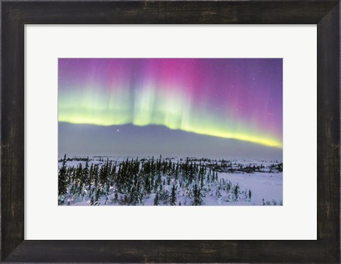Framed Pink Aurora over boreal forest in Canada Print