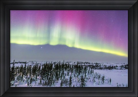 Framed Pink Aurora over boreal forest in Canada Print