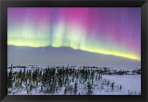 Framed Pink Aurora over boreal forest in Canada Print