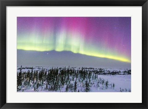 Framed Pink Aurora over boreal forest in Canada Print