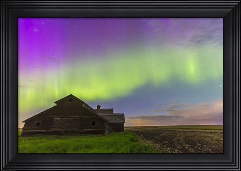 Framed Purple Aurora over an old barn, Alberta, Canada Print