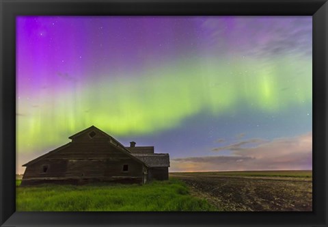 Framed Purple Aurora over an old barn, Alberta, Canada Print