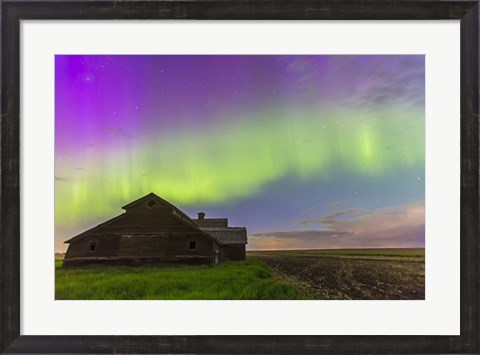 Framed Purple Aurora over an old barn, Alberta, Canada Print