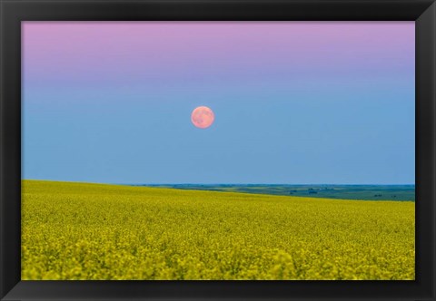 Framed Supermoon rising above a canola field in southern Alberta, Canada Print