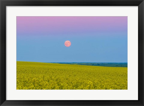 Framed Supermoon rising above a canola field in southern Alberta, Canada Print