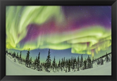 Framed Aurora borealis over Churchill, Manitoba, Canada Print