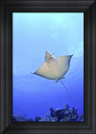 Framed Spotted Eagle Ray Glides over the Wall, Grand Cayman Print