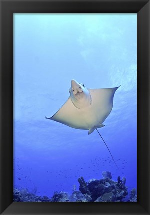 Framed Spotted Eagle Ray Glides over the Wall, Grand Cayman Print