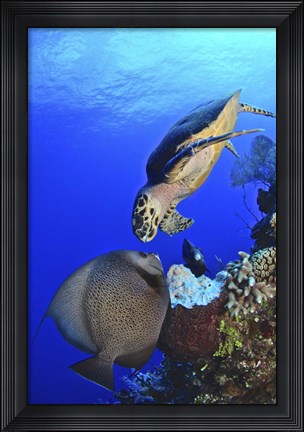 Framed Hawksbill Sea Turtle and Gray Angelfish Print