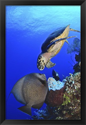 Framed Hawksbill Sea Turtle and Gray Angelfish Print