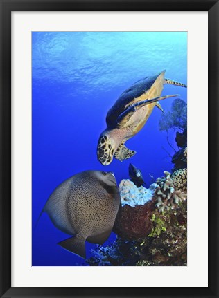 Framed Hawksbill Sea Turtle and Gray Angelfish Print