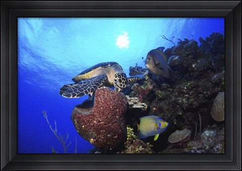 Framed Hawksbill Sea Turtle eating, Castle Wall, Grand Cayman Print