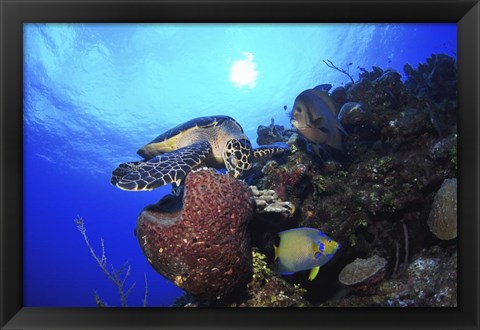 Framed Hawksbill Sea Turtle eating, Castle Wall, Grand Cayman Print