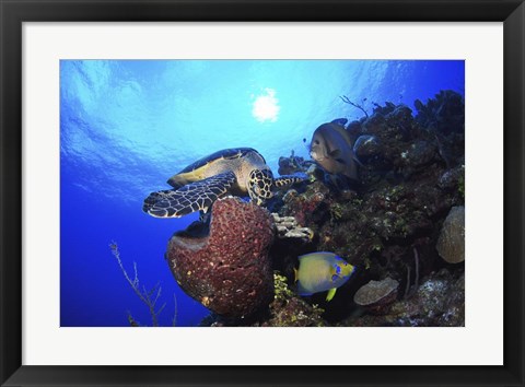 Framed Hawksbill Sea Turtle eating, Castle Wall, Grand Cayman Print