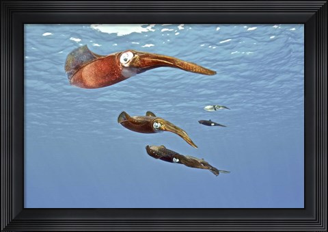 Framed Reef Squid, USS Kittiwake, Grand Cayman Print