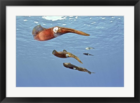 Framed Reef Squid, USS Kittiwake, Grand Cayman Print