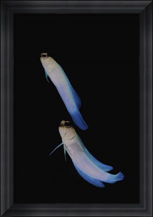 Framed Jawfish, Robert&#39;s Wall, Grand Cayman Print