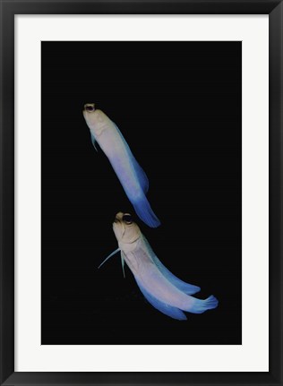 Framed Jawfish, Robert&#39;s Wall, Grand Cayman Print