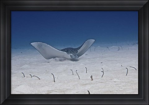 Framed Spotted Eagle Ray Print