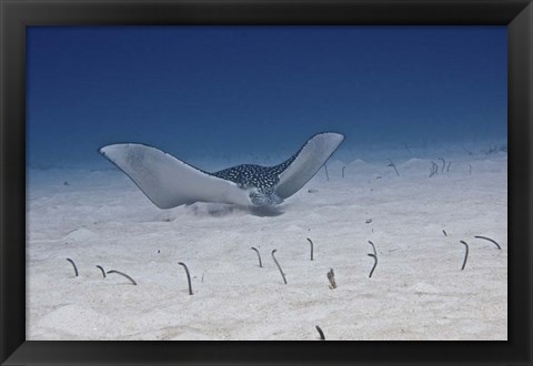 Framed Spotted Eagle Ray Print