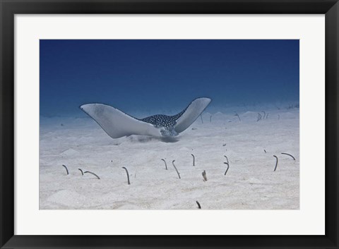 Framed Spotted Eagle Ray Print