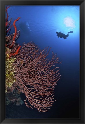 Framed Gorgonian sea fan, Cayman Islands Print