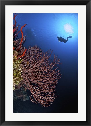 Framed Gorgonian sea fan, Cayman Islands Print