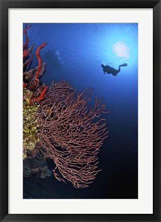 Framed Gorgonian sea fan, Cayman Islands Print