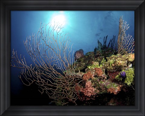 Framed Gorgonian Sea Fans on Cayman&#39;s North Wall, Grand Cayman Print