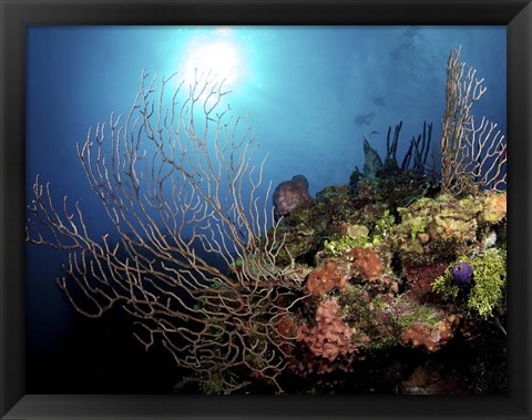 Framed Gorgonian Sea Fans on Cayman&#39;s North Wall, Grand Cayman Print