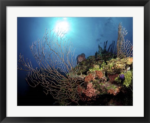 Framed Gorgonian Sea Fans on Cayman&#39;s North Wall, Grand Cayman Print