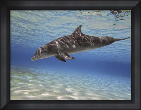 Framed Bottlenose dolphin swimming the Barrier Reef, Grand Cayman Print