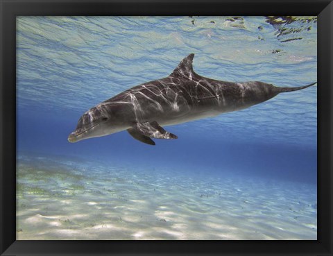 Framed Bottlenose dolphin swimming the Barrier Reef, Grand Cayman Print