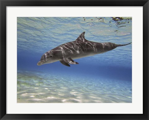 Framed Bottlenose dolphin swimming the Barrier Reef, Grand Cayman Print