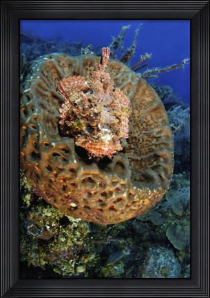 Framed Scorpionfish hiding in a barrel sponge Print