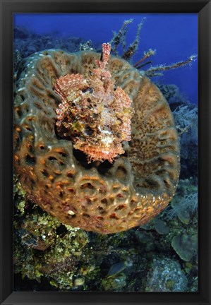 Framed Scorpionfish hiding in a barrel sponge Print