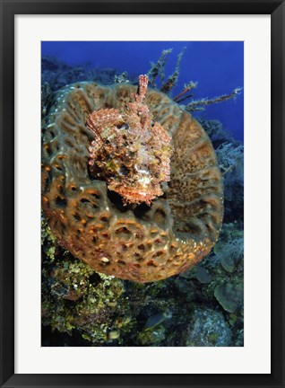 Framed Scorpionfish hiding in a barrel sponge Print