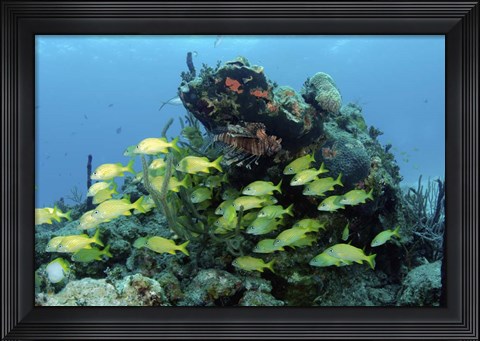 Framed Reefscape with school of striped grunts Print