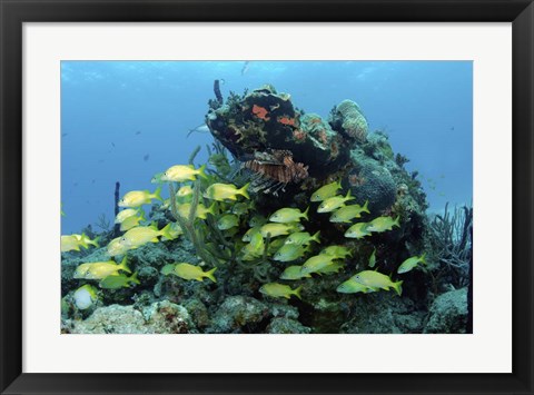 Framed Reefscape with school of striped grunts Print